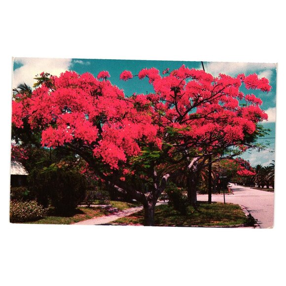 Royal Poinciana Trees Vintage Postcard Made In USA Tichnor Bros K3464 Florida - Picture 1 of 2